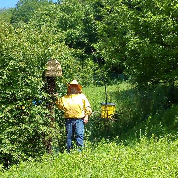 Druženje sa pčelama